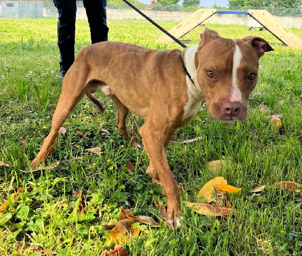 DANKO ALLA RICERCA DI UNA FAMIGLIA Foto 7